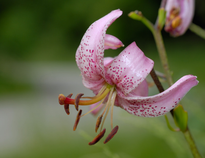 Omaggio al Lilium martagon